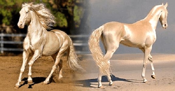 Most Beautiful Horse In The World